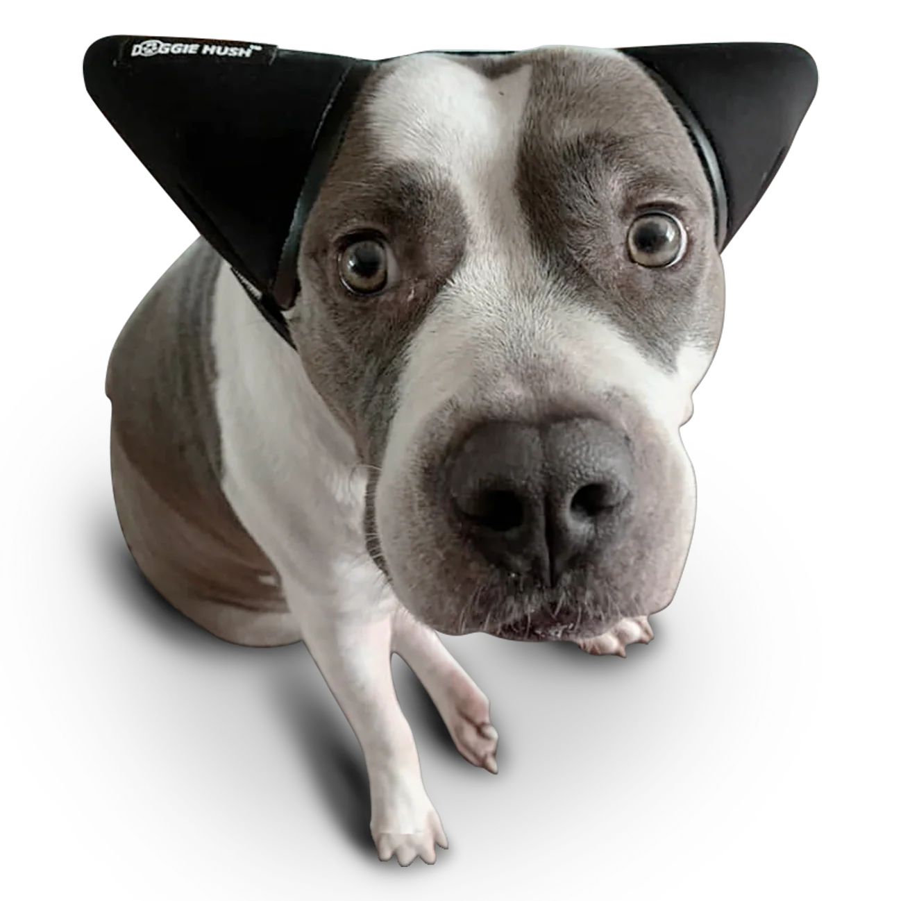 AntiRuidos Puppy 🐕🐾